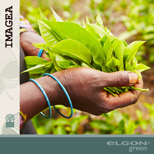 Imagea: con la linea Haircare più bellezza e benessere per i capelli. Parte 2